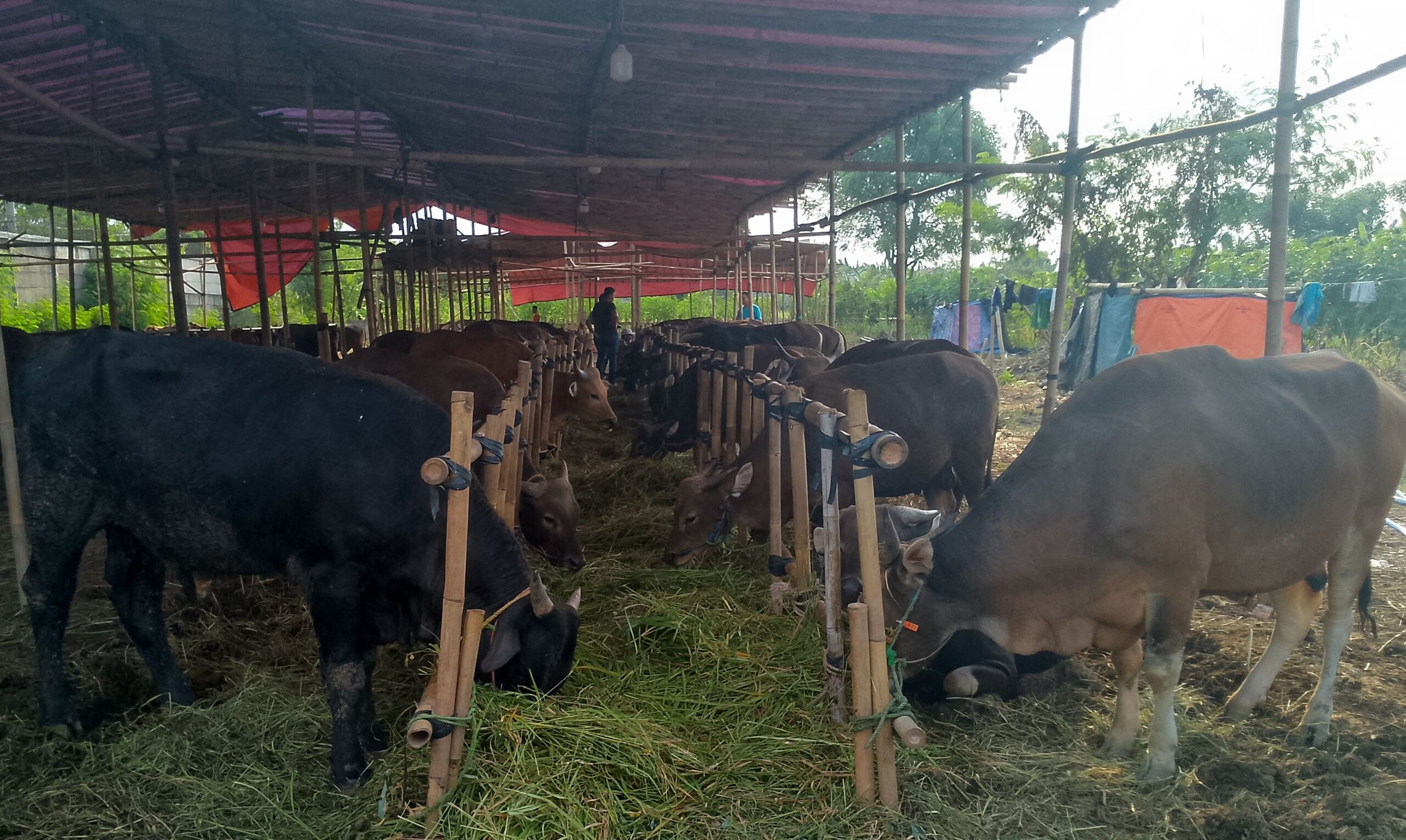 Sapi Bali Diprediksi Masih Menjadi Primadona Sapi Kurban Tahun 2025.
